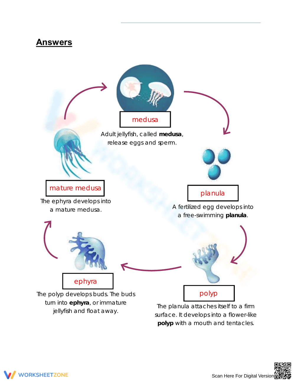 Grade 3 Jellyfish Lifecycle — Printable No-Prep Worksheet - Page 2