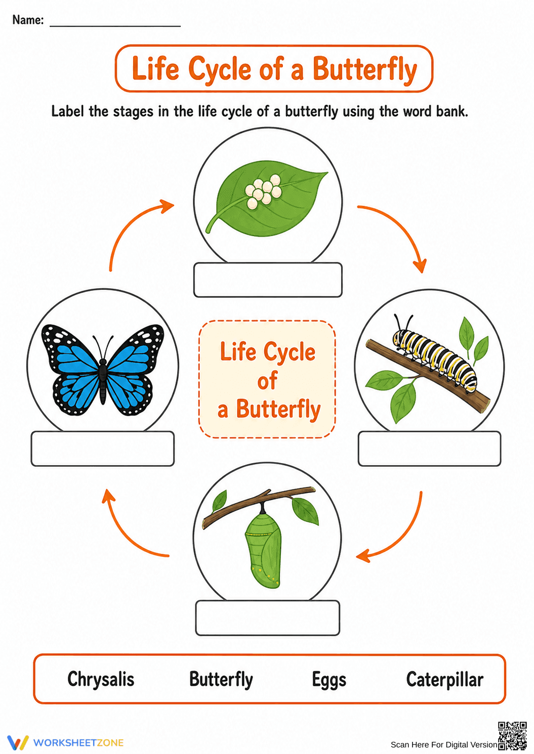 Grade 1 Butterfly Life Cycle — Printable No-Prep Worksheet - Page 2