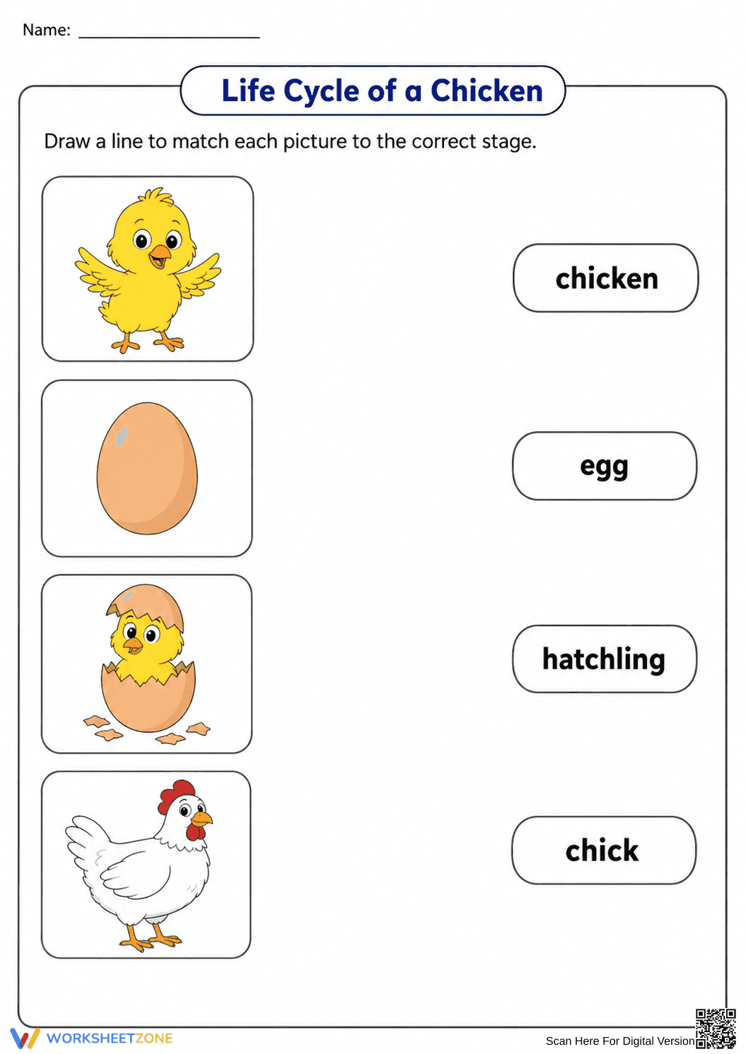 Grade 1 Chicken Life Cycle — Printable No-Prep Worksheet - Page 2