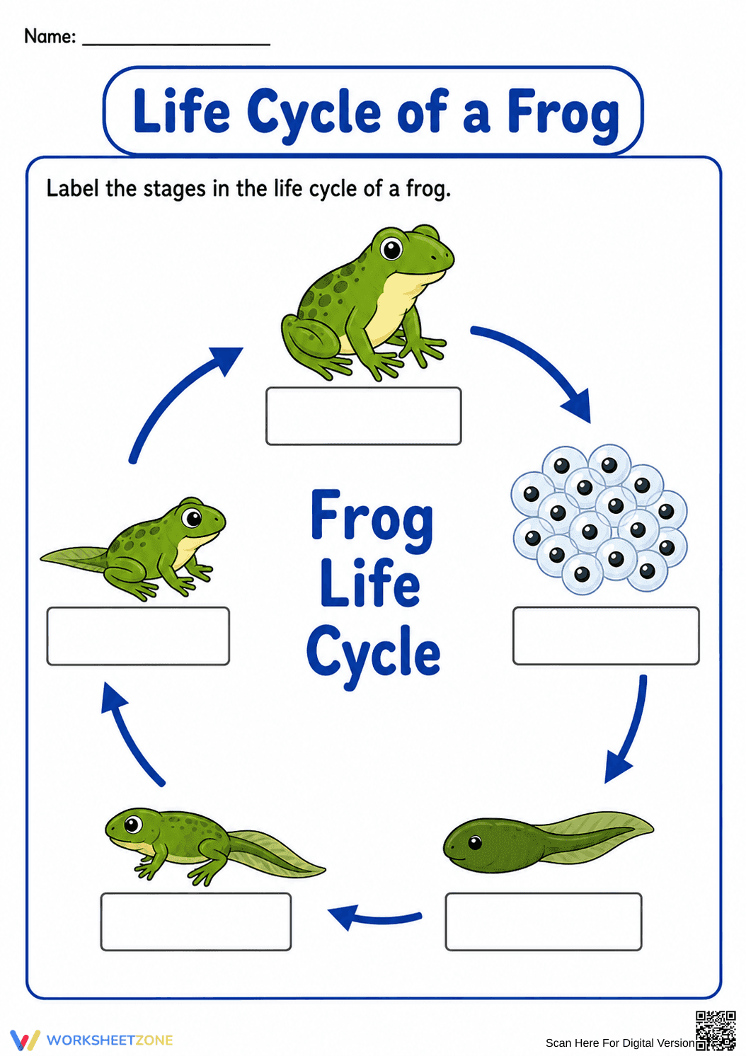 Printable Frog Life Cycle Worksheet | Grade 2 Science - Page 2