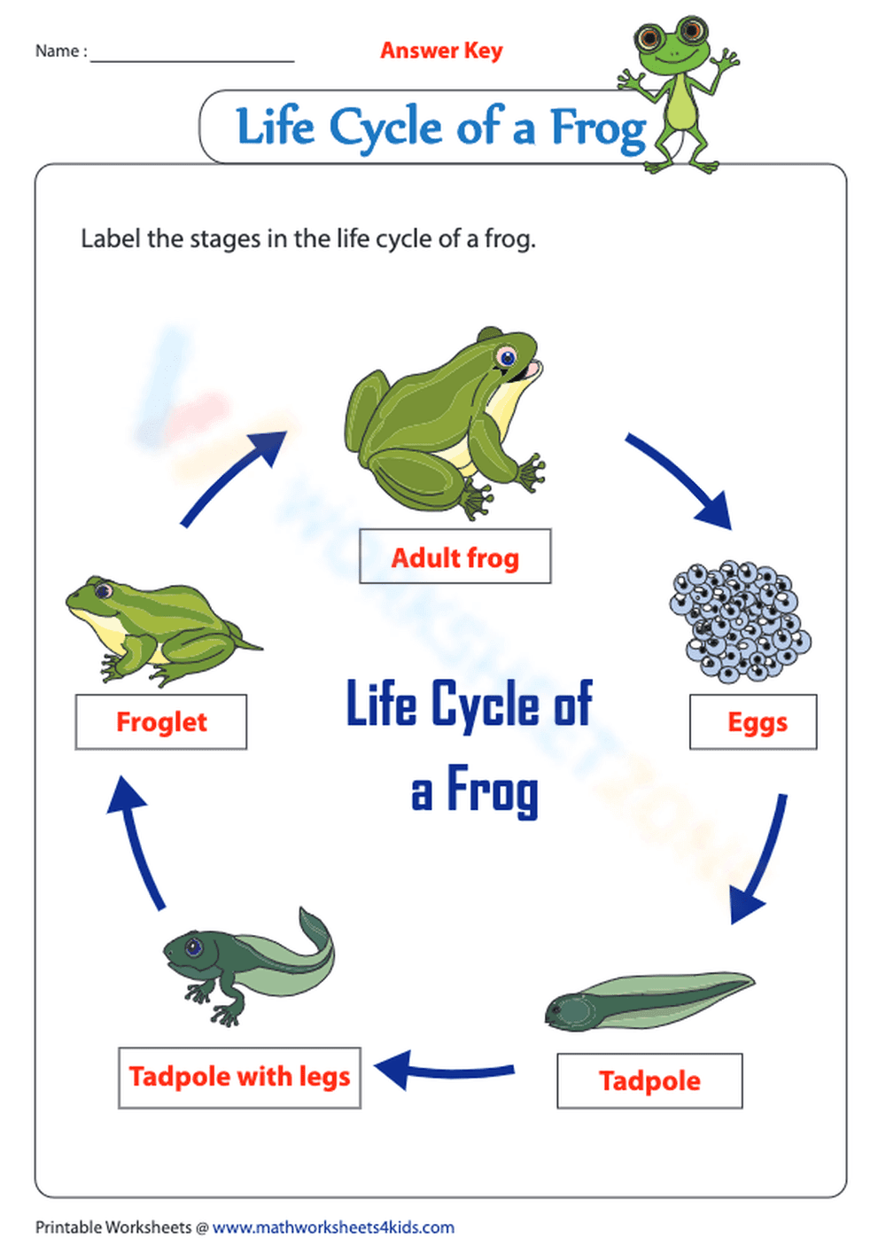 Frog Metamorphosis - Page 2