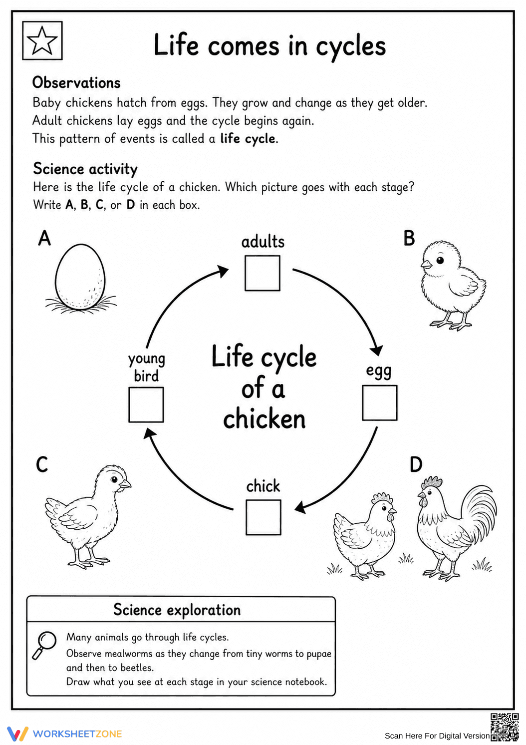Grade 2 Chicken Life Cycle — Printable No-Prep Worksheet - Page 2