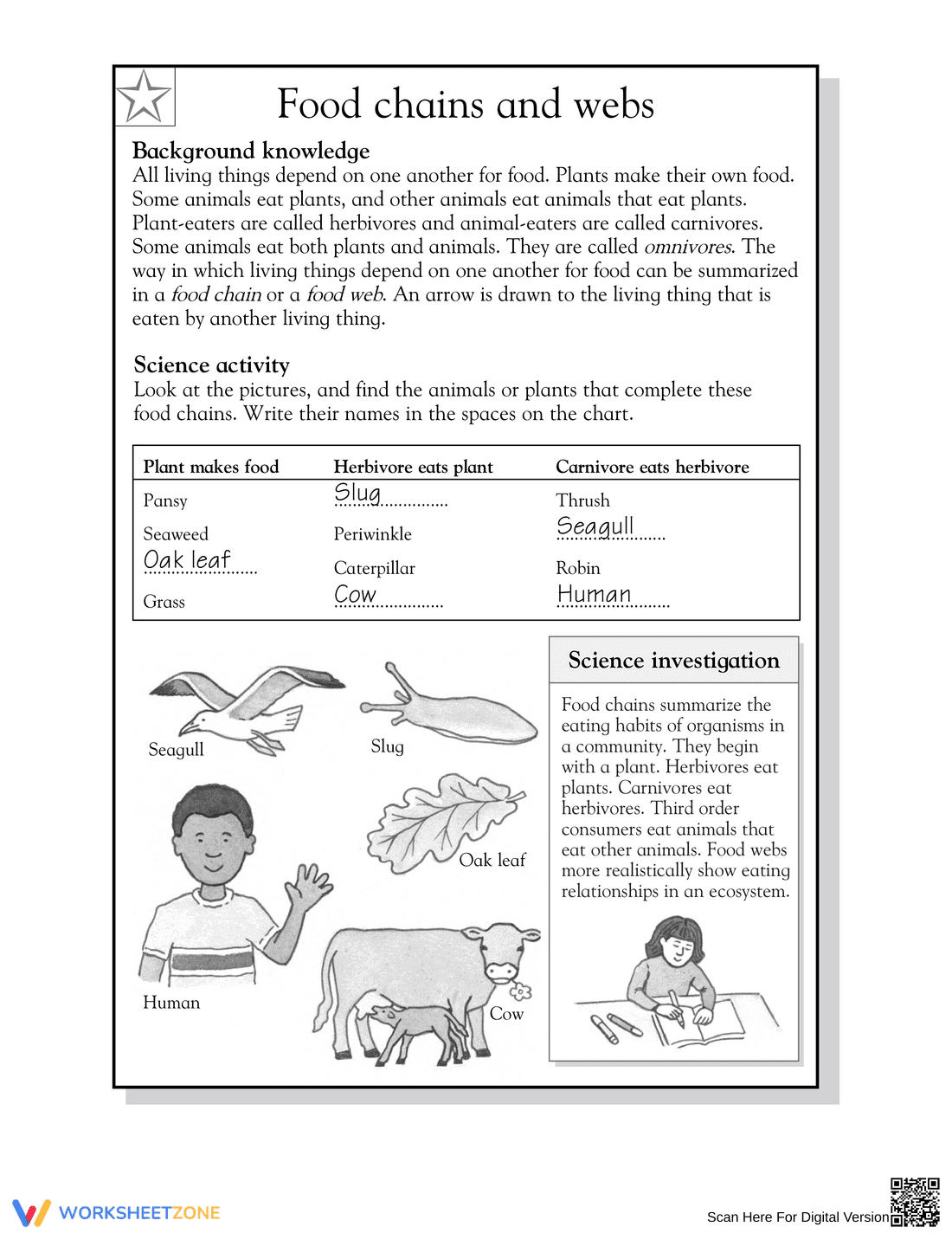 Grade 4 Food Chains — Printable No-Prep Science Worksheet - Page 2