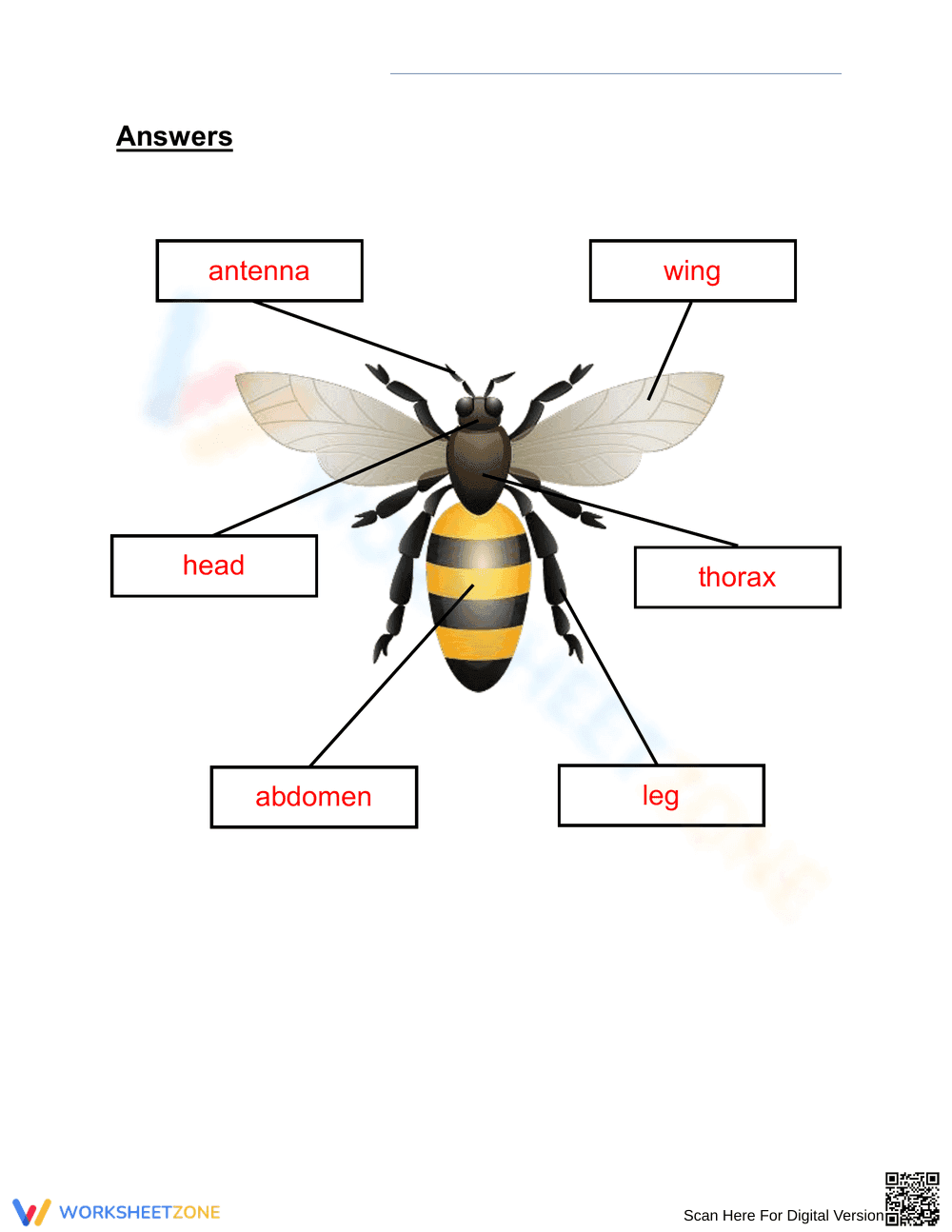 Insect Body Parts Labeling Worksheet - Page 2