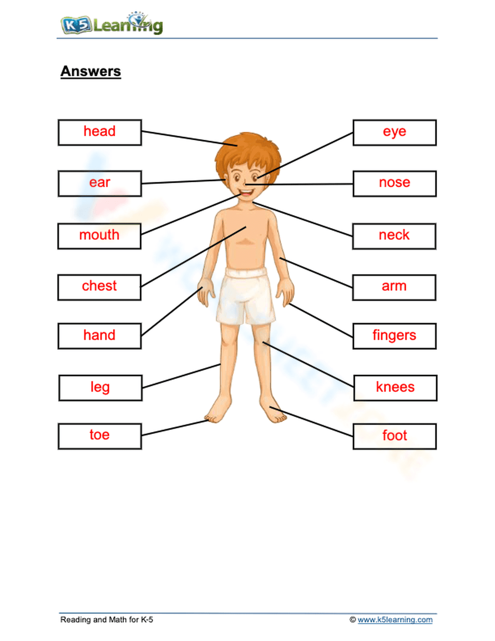 Essential Human Anatomy Worksheet | Grade 2 Science - Page 2