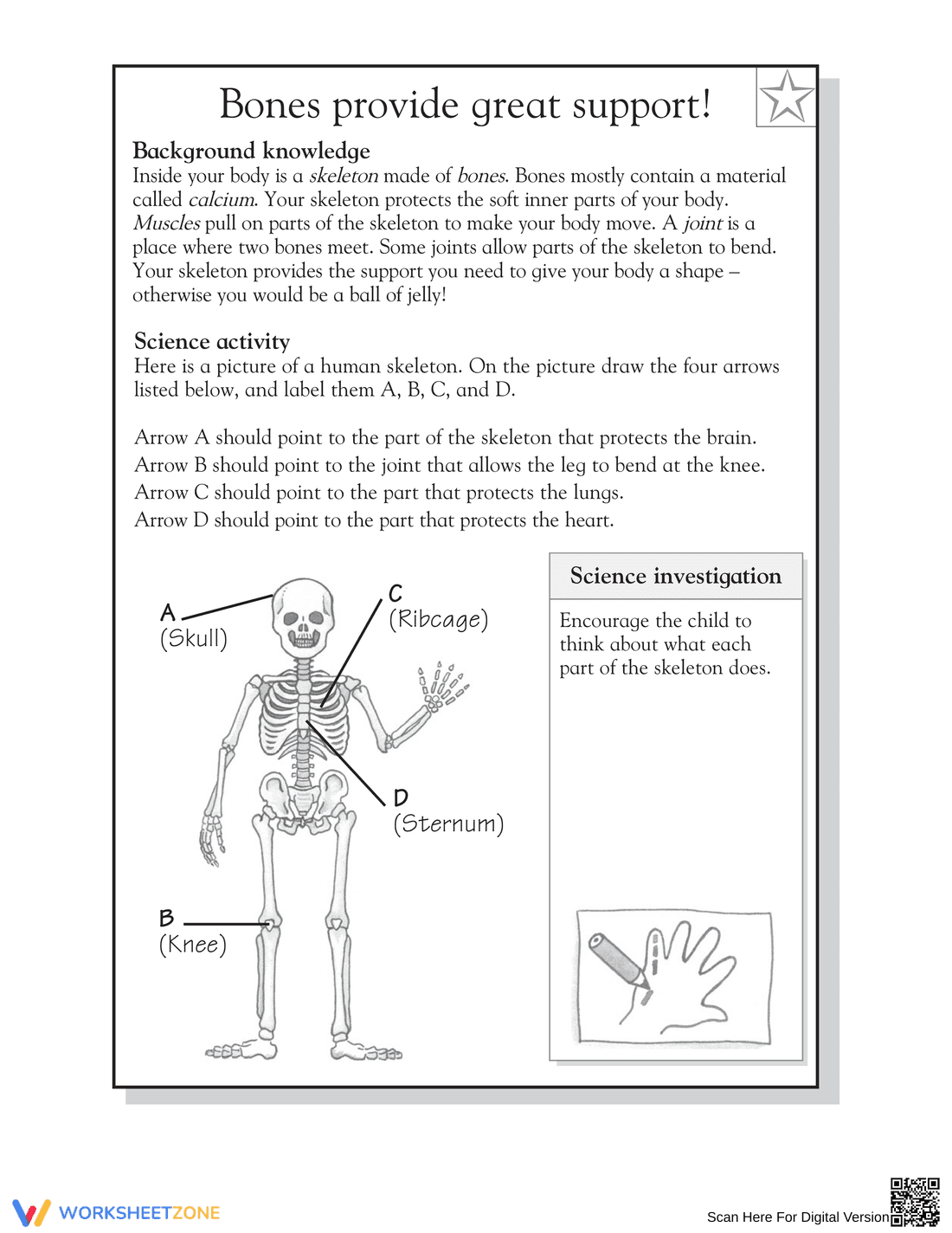 Essential Skeleton Functions Worksheet | Grade 3-4 Science - Page 2