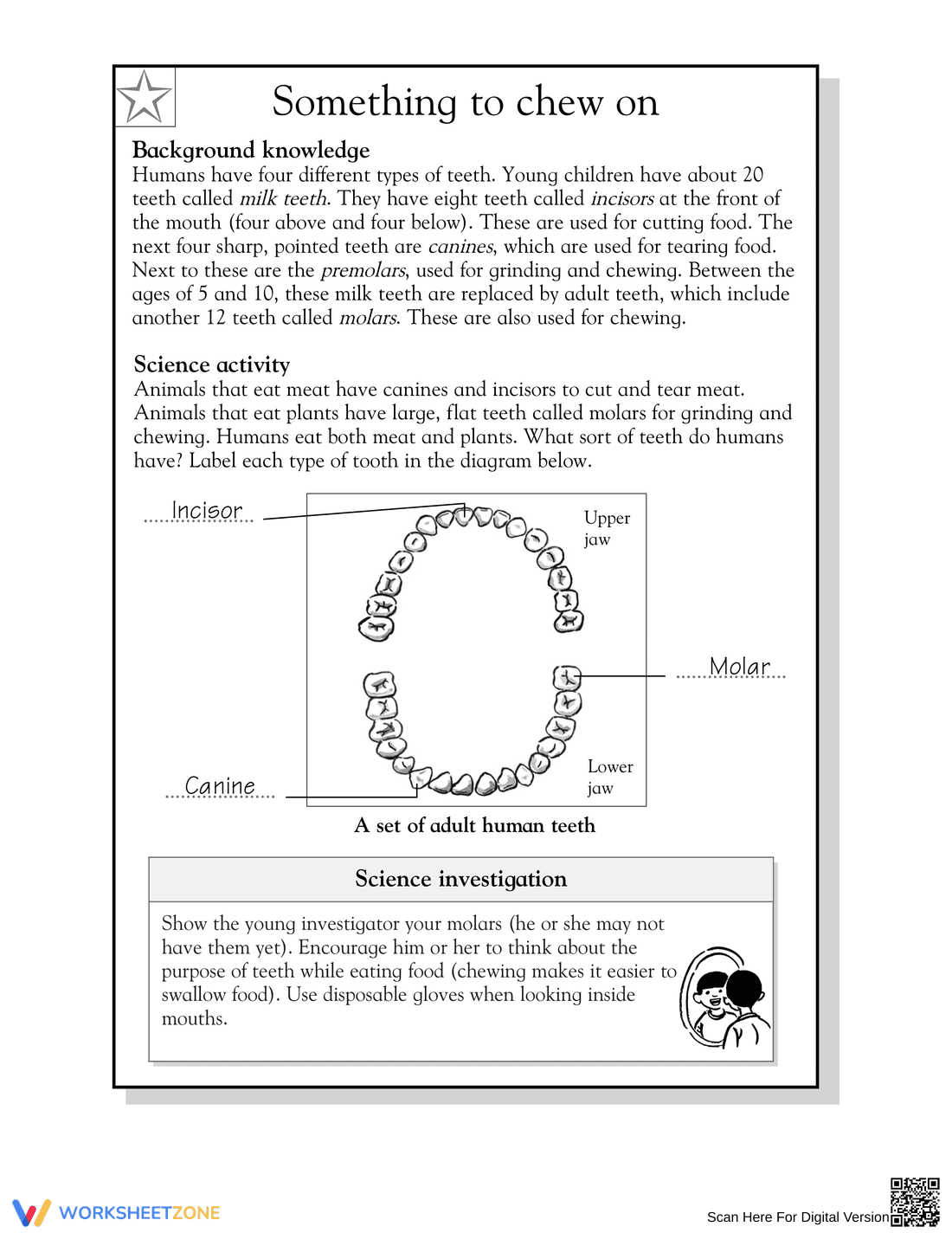 Essential Grade 5 Science: All About Teeth Worksheet - Page 2