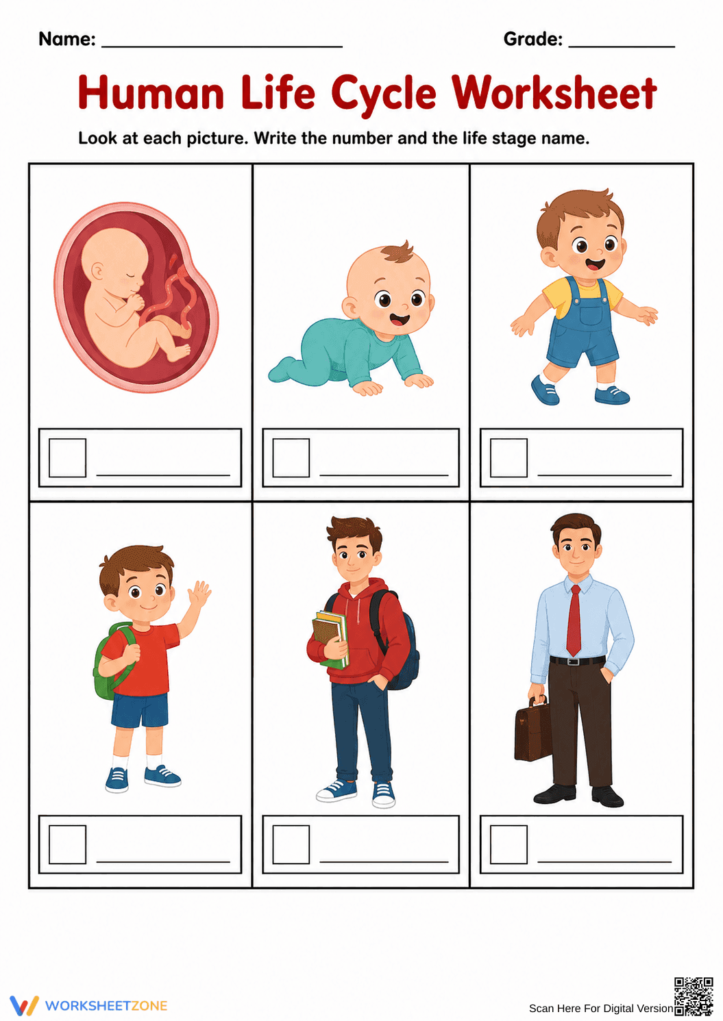 Grade 2 Human Life Cycle — Printable No-Prep Worksheet - Page 2