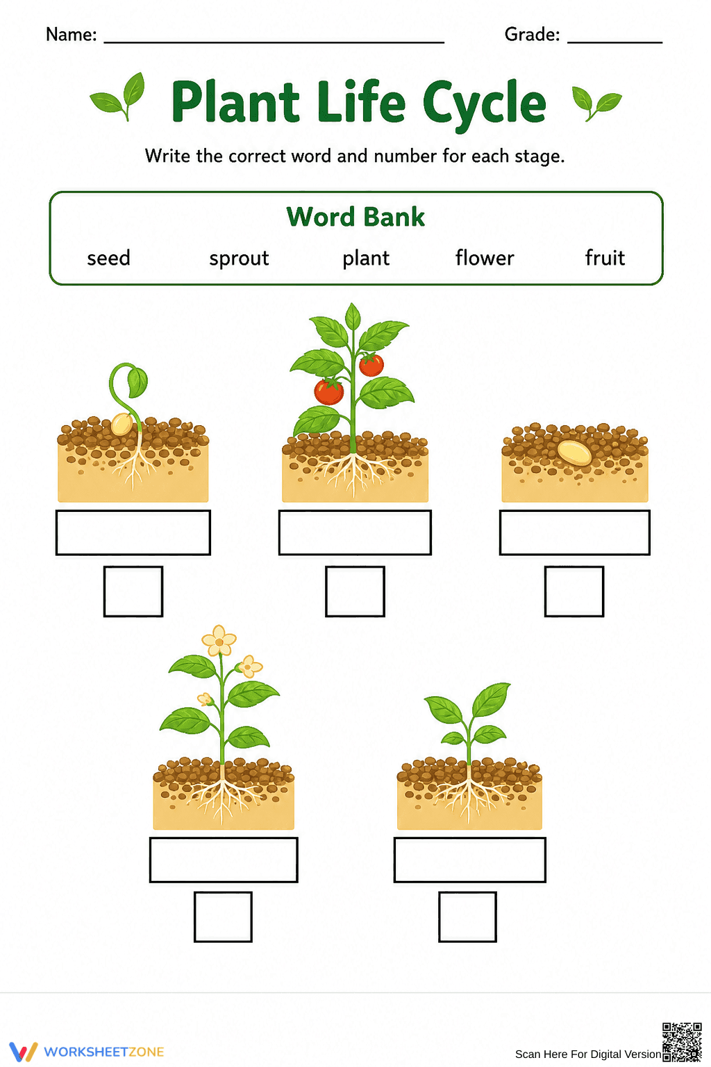 Essential Plant Life Cycle Worksheet | Grade 1 Science - Page 2