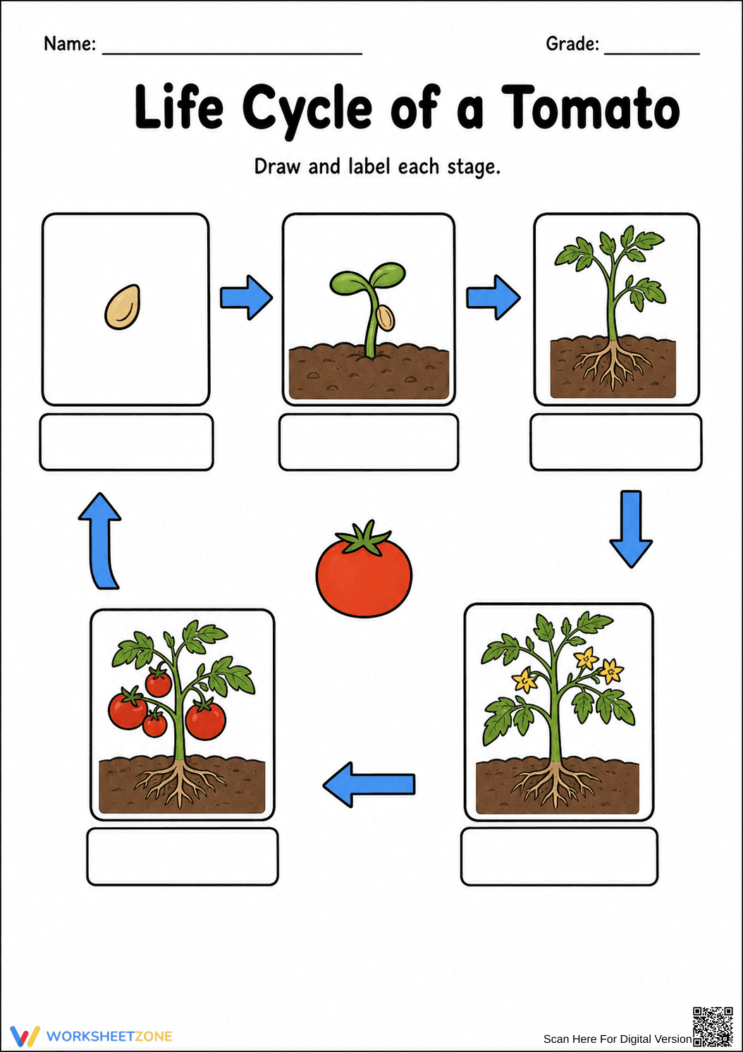 Essential Tomato Life Cycle Worksheet | Grades 1-3 - Page 2