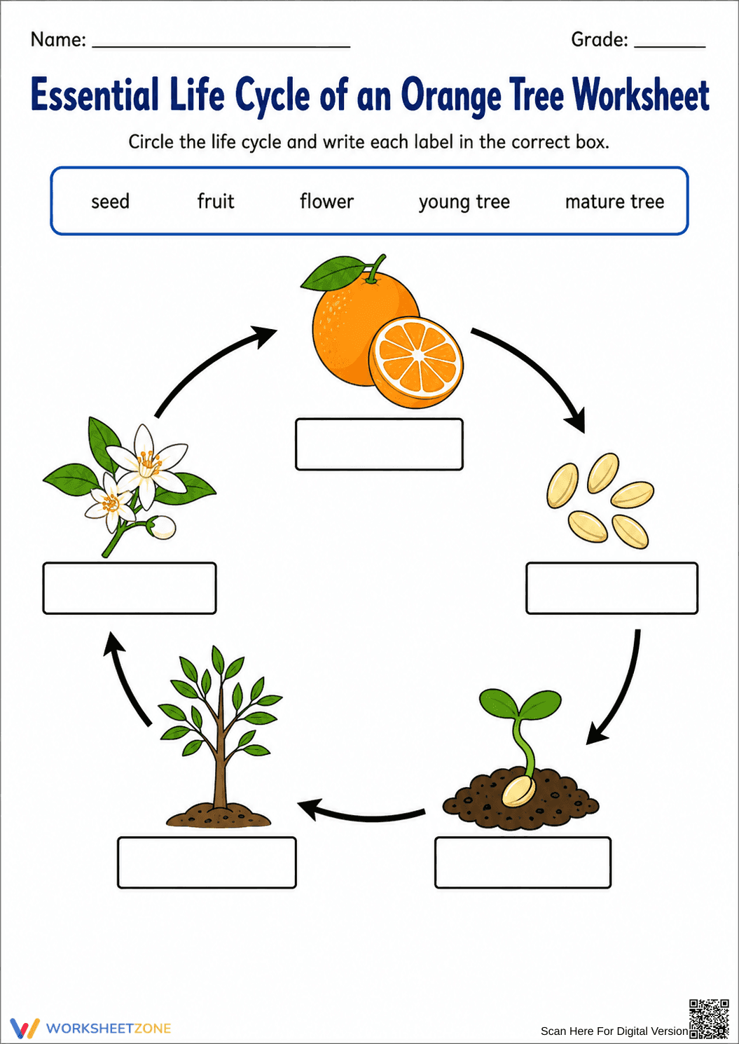 Printable Orange Tree Life Cycle Worksheet | Grade 1 - Page 2