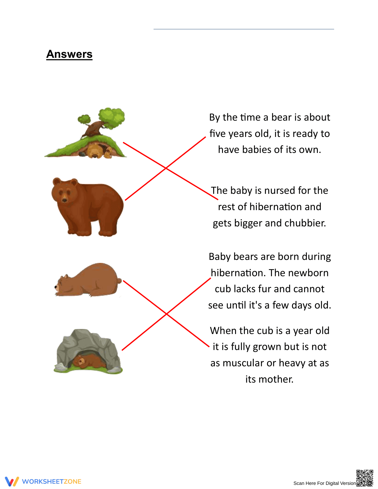 Grade 2 Life Cycle of a Bear — Printable No-Prep Worksheet - Page 2