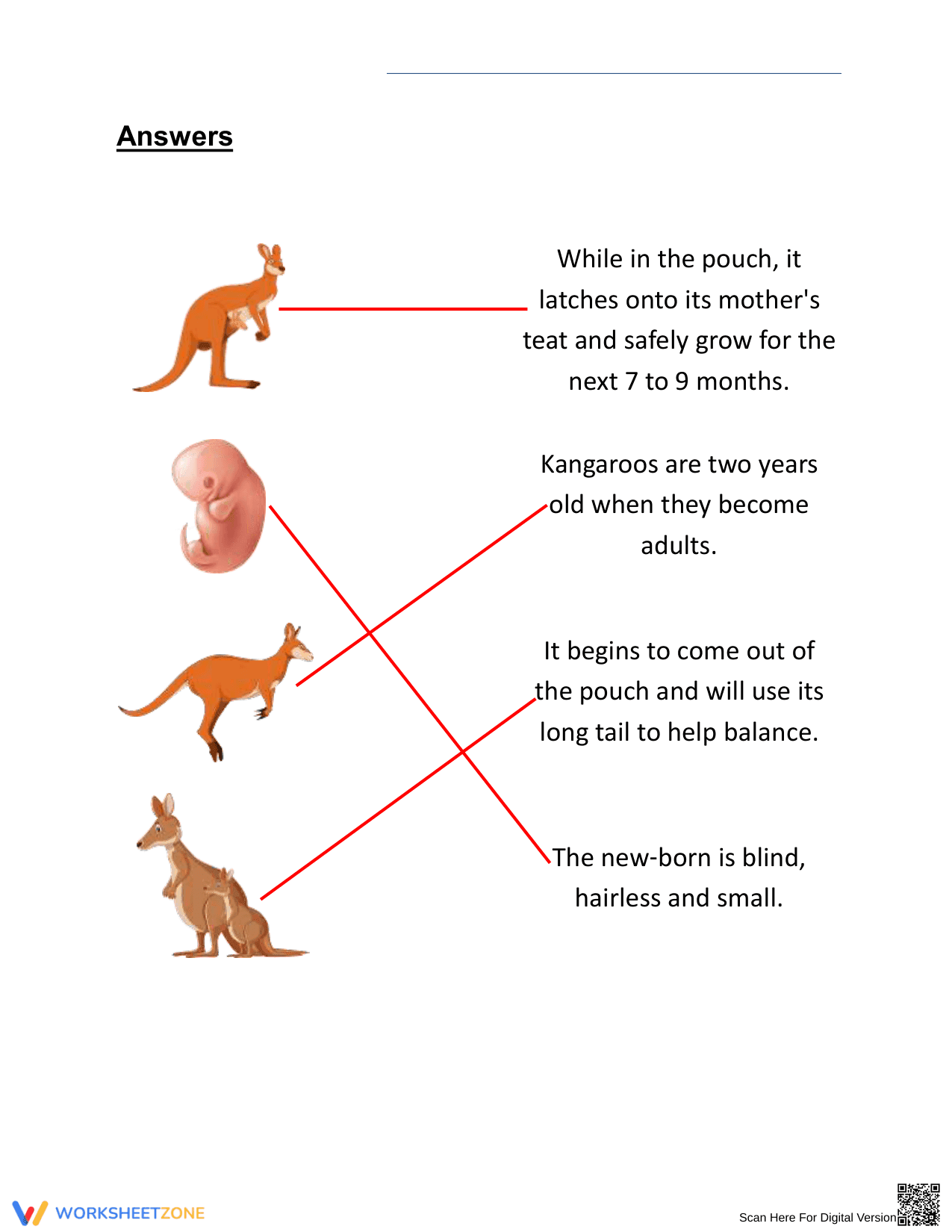 Kangaroo Life Cycle Worksheet for Kids - Page 2