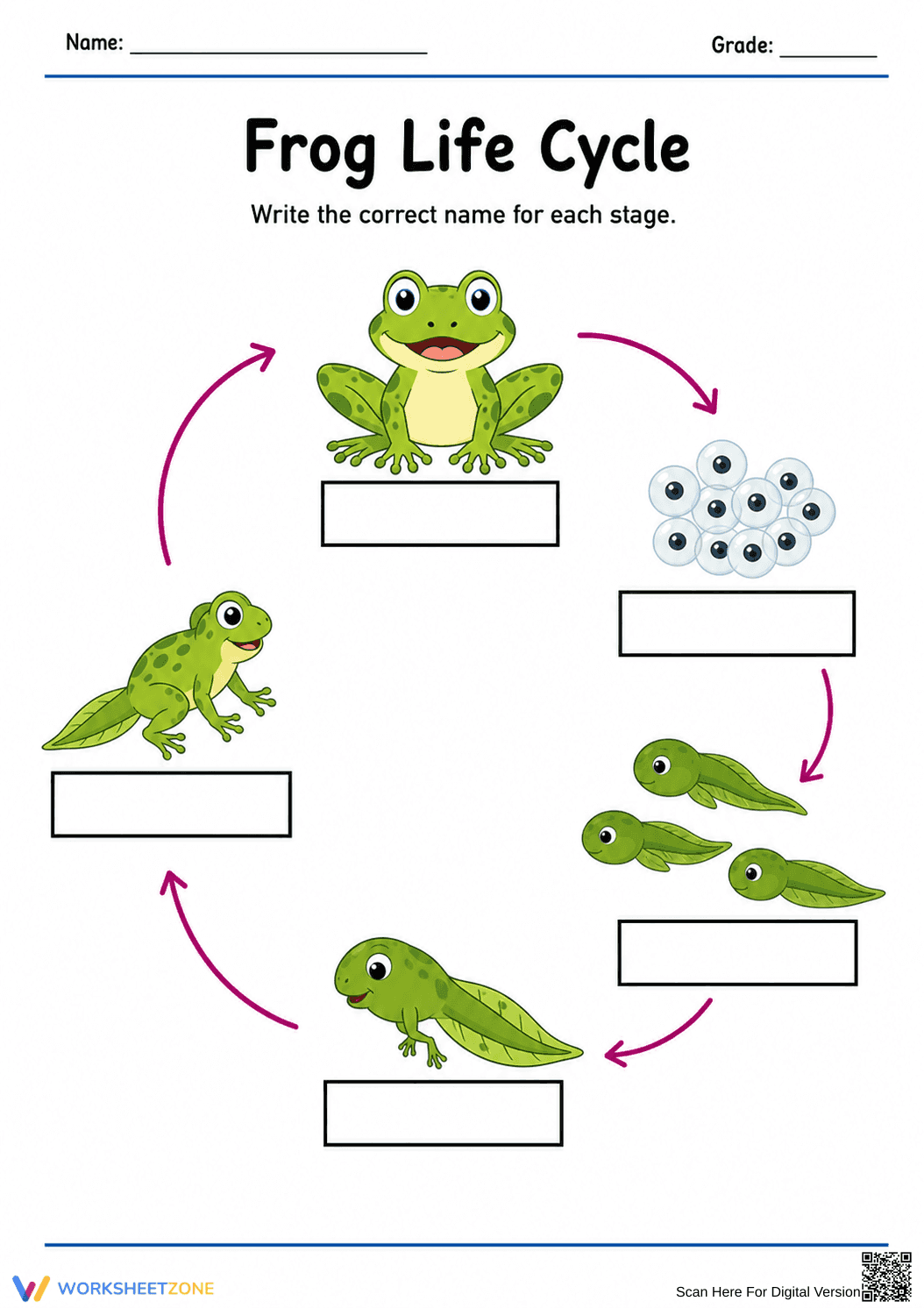 Grade 1 Frog Life Cycle — Printable No-Prep Worksheet - Page 2