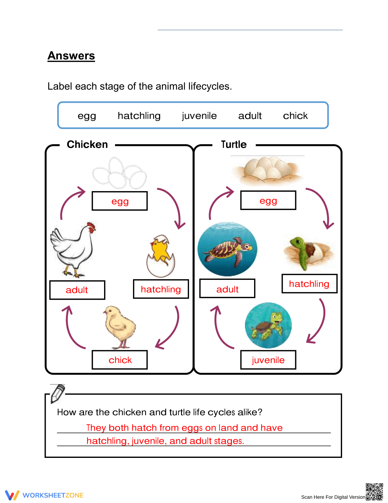 Essential Grade 3 Life Cycles Worksheet: Chicken & Turtle - Page 2
