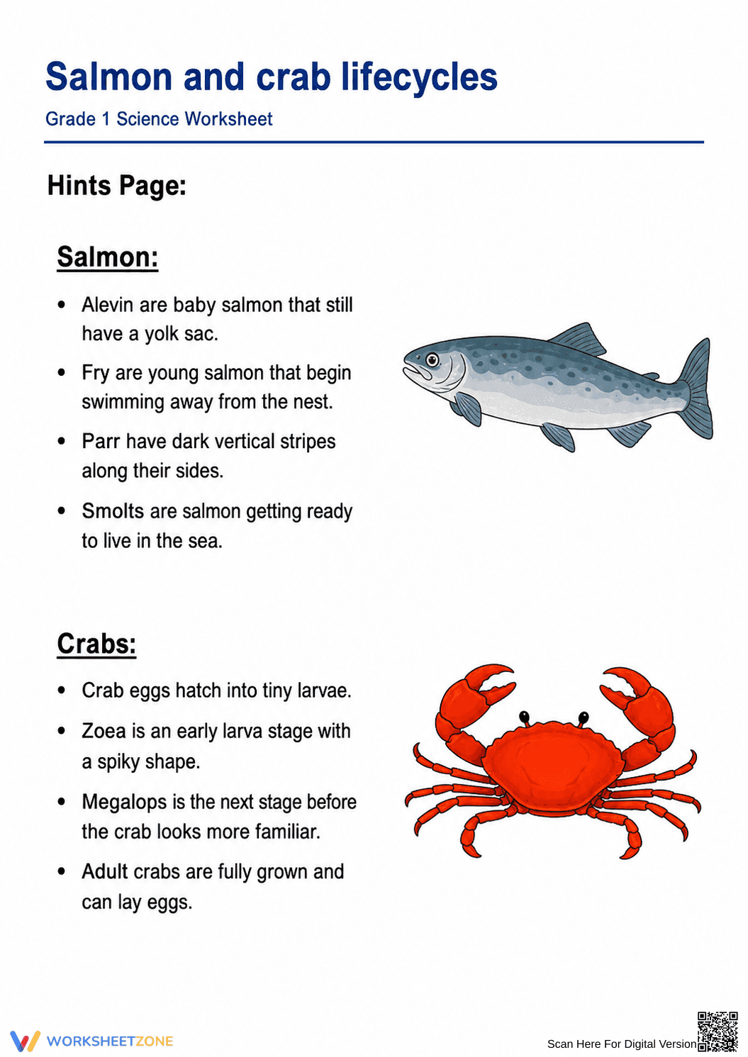 Printable Salmon & Crab Life Cycles Worksheet | Grade 1 - Page 2