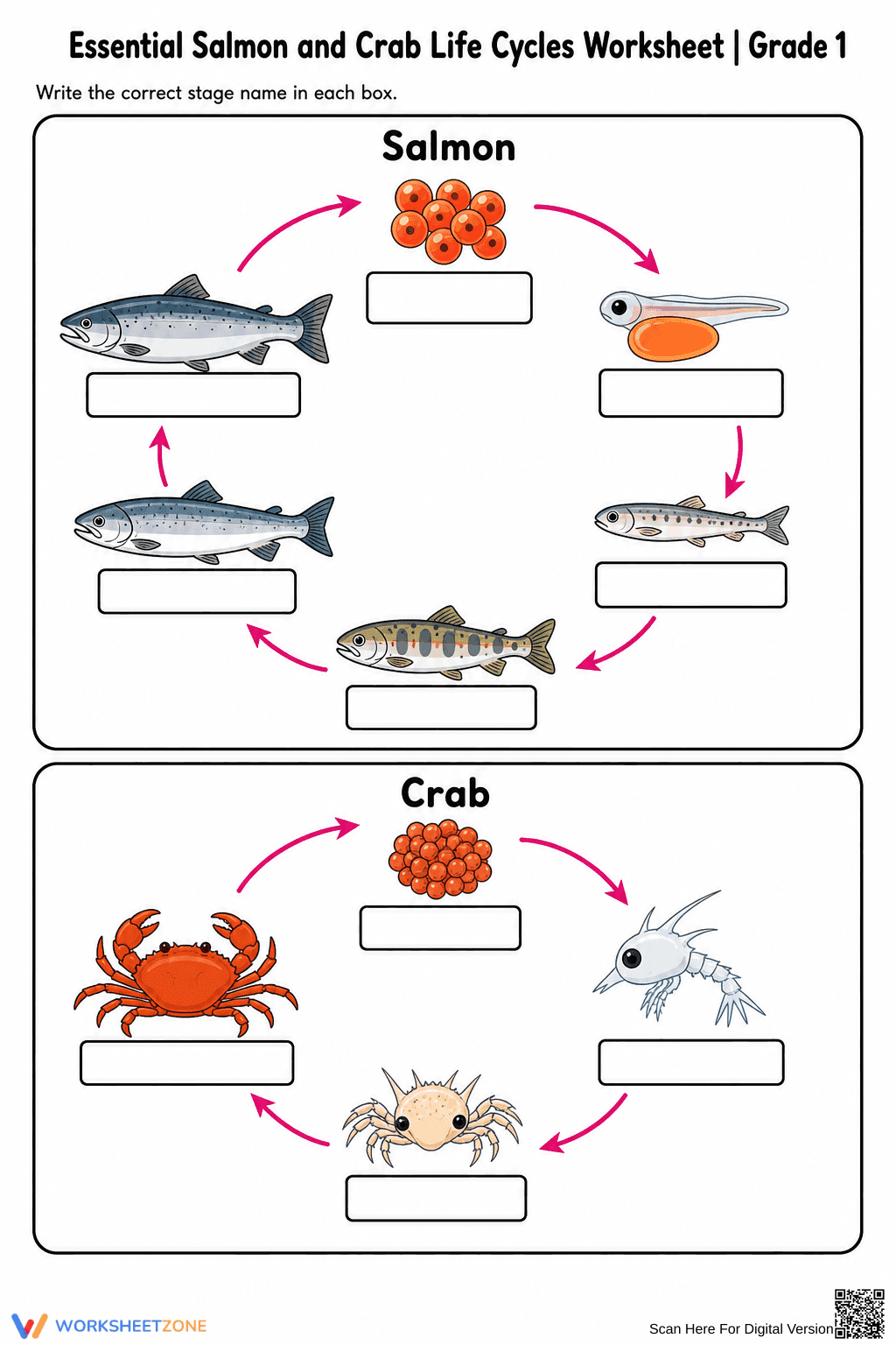 Printable Salmon & Crab Life Cycles Worksheet | Grade 1 - Page 3