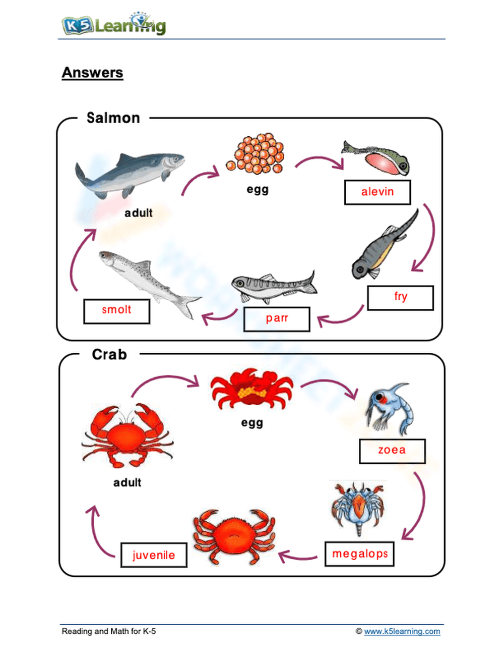 Essential Salmon and Crab Life Cycles Worksheet | Grade 1 - Page 3
