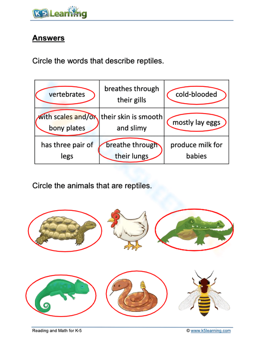 Essential Reptile Classification Worksheet | Grade 1 Science - Page 2