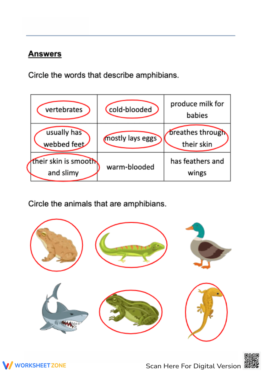 Amphibian Classification Worksheet with Answers - Page 2
