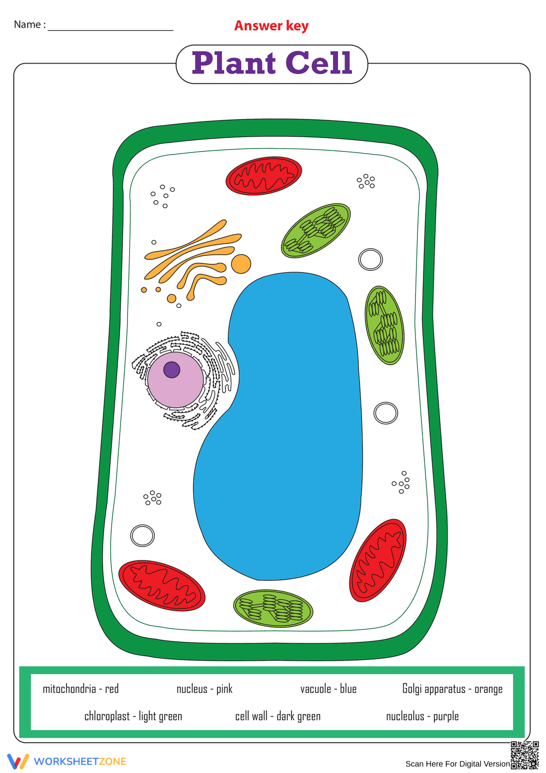 Essential Plant Cell Coloring Worksheet | Grade 4-8 - Page 2