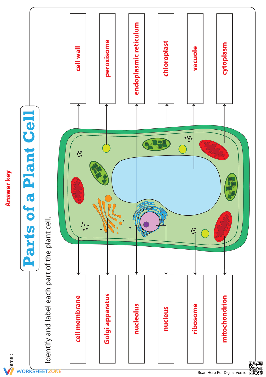 Essential Parts of a Plant Cell Worksheet | Grade 4-8 - Page 2