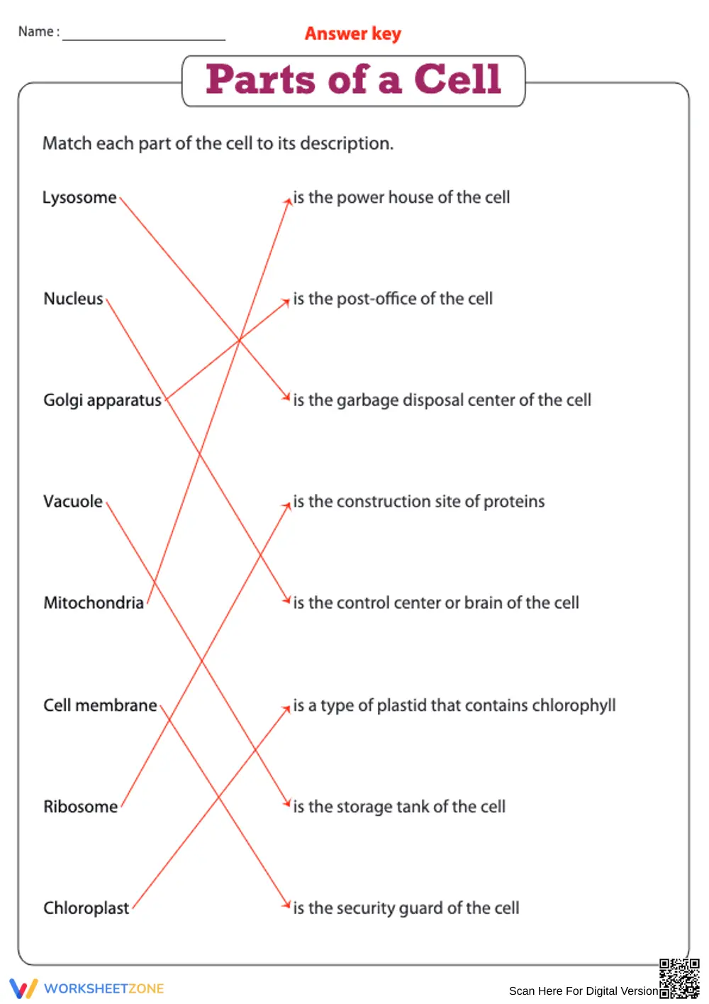 Essential Parts of a Cell Worksheet | Grade 4 Science - Page 2