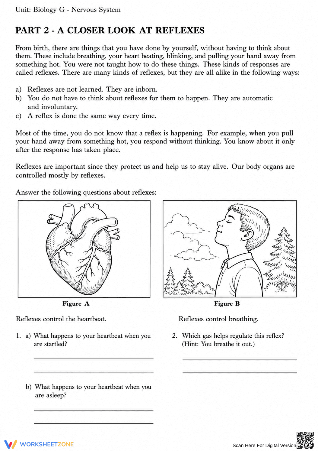 Complete Nervous System Worksheet | Grade 8 Science - Page 15