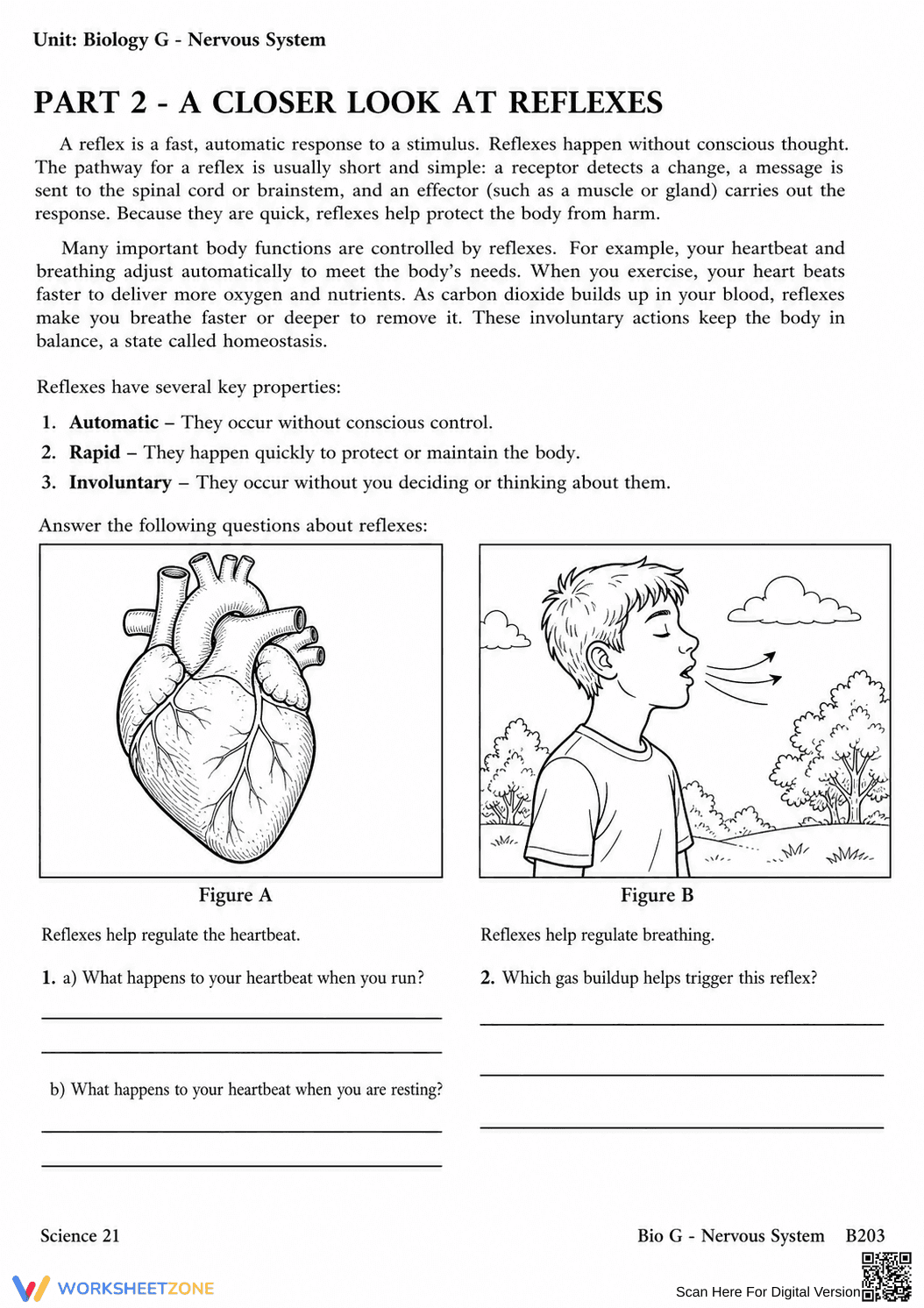 Complete Nervous System Worksheet | Grade 8 Science - Page 21