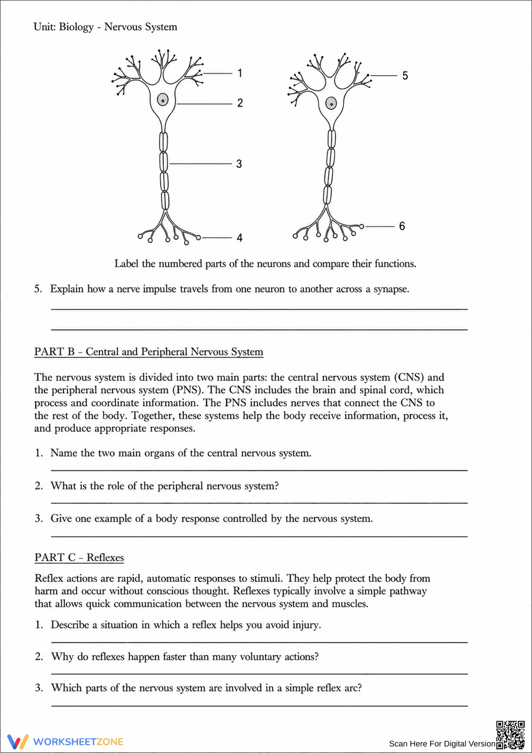 Complete Nervous System Worksheet | Grade 8 Science - Page 32