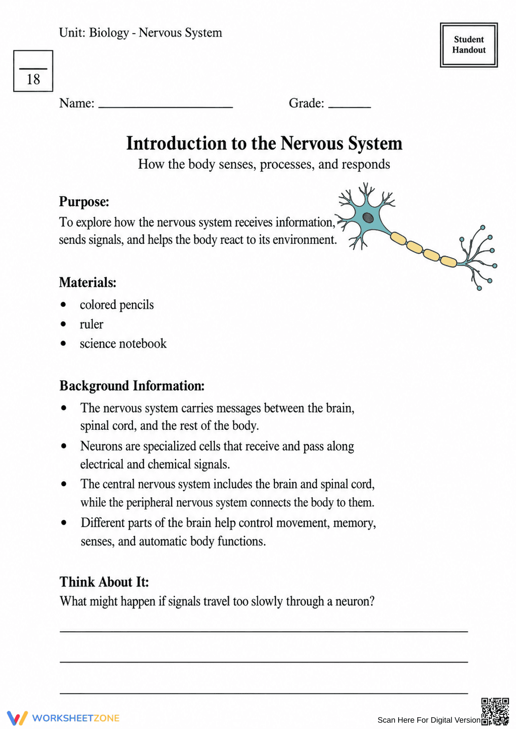 Complete Nervous System Worksheet | Grade 8 Science - Page 37