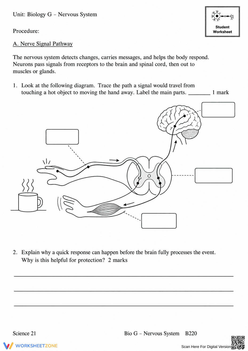 Complete Nervous System Worksheet | Grade 8 Science - Page 38