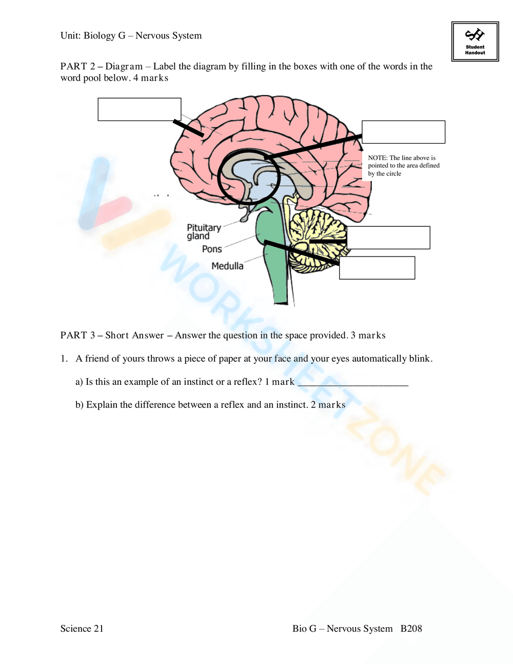 Introduction to the Nervous System Worksheets - Page 26
