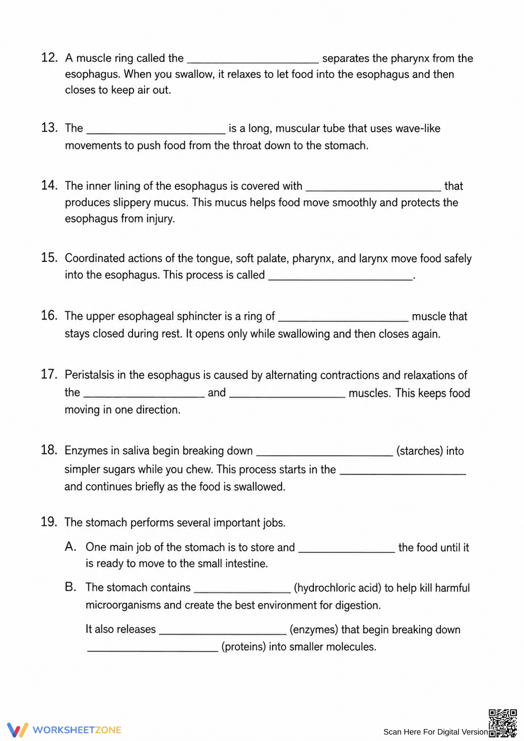 Digestive System Worksheet | Grade 6-8 Science Printable - Page 2