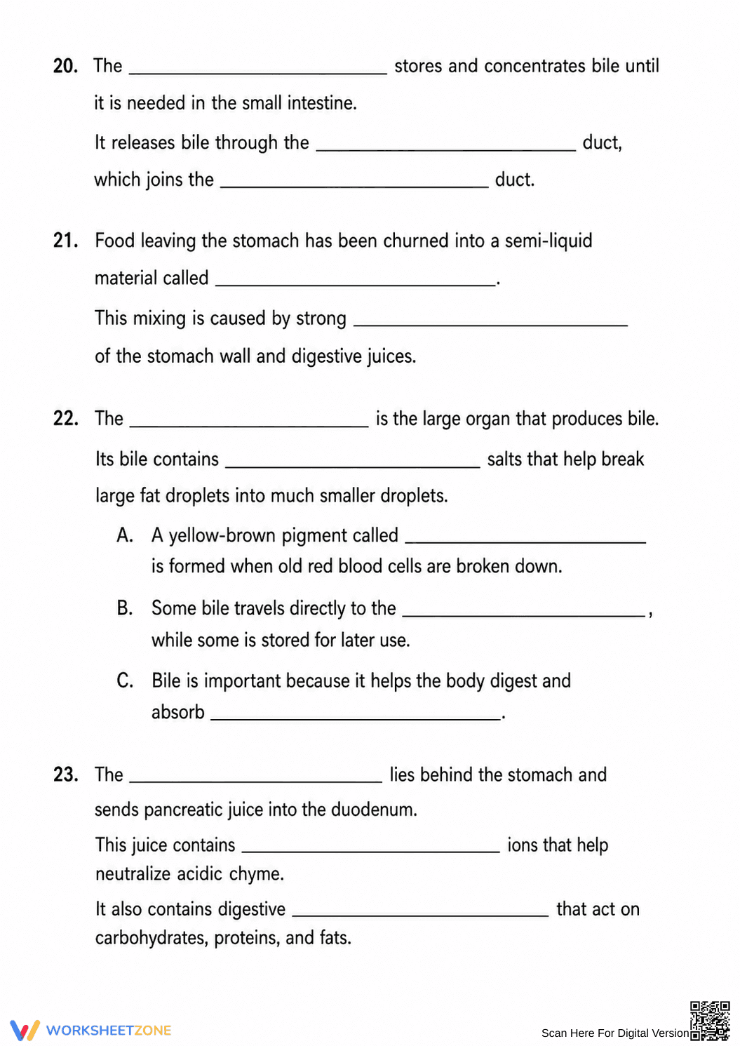 Digestive System Worksheet | Grade 6-8 Science Printable - Page 3