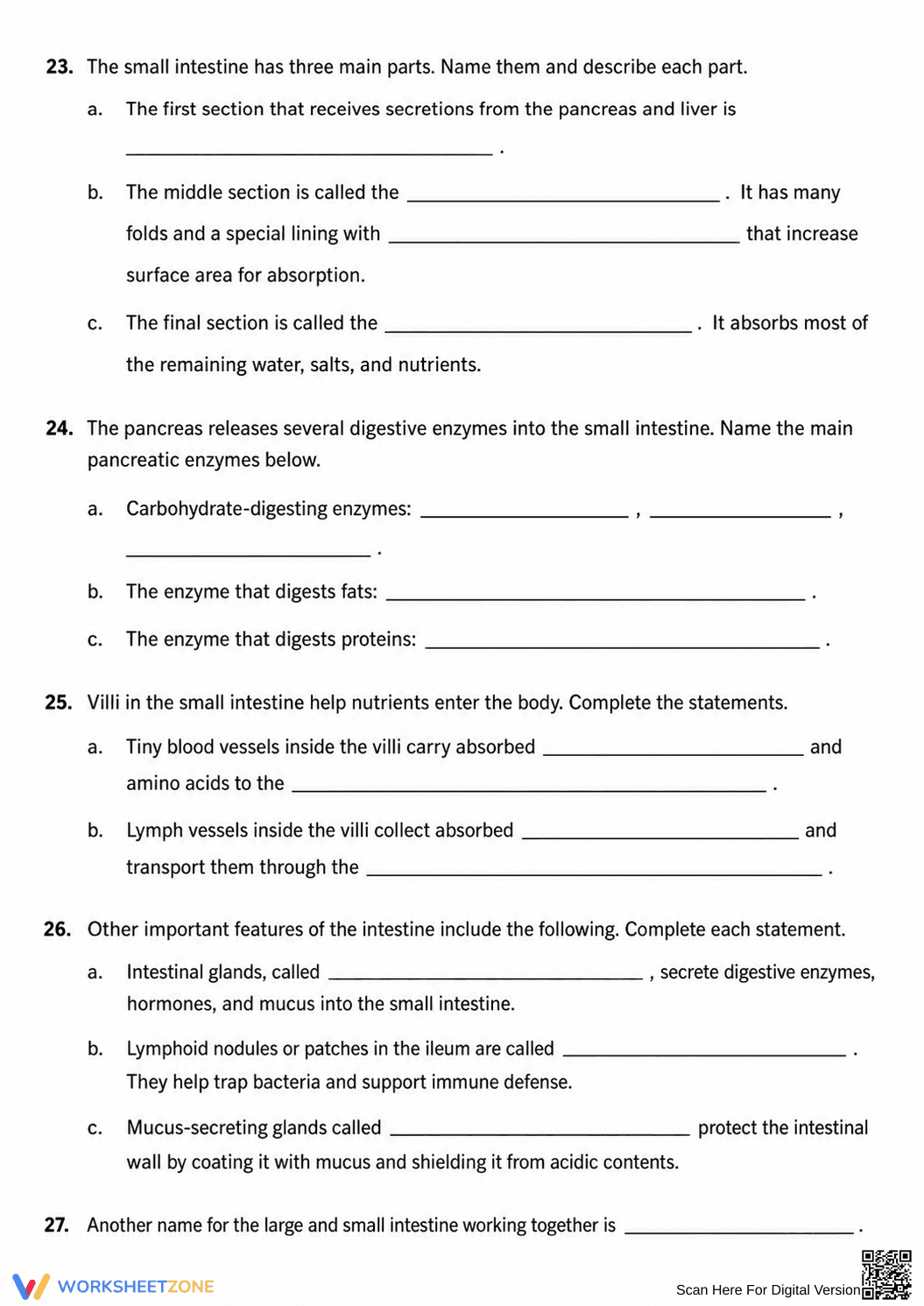 Digestive System Worksheet | Grade 6-8 Science Printable - Page 4