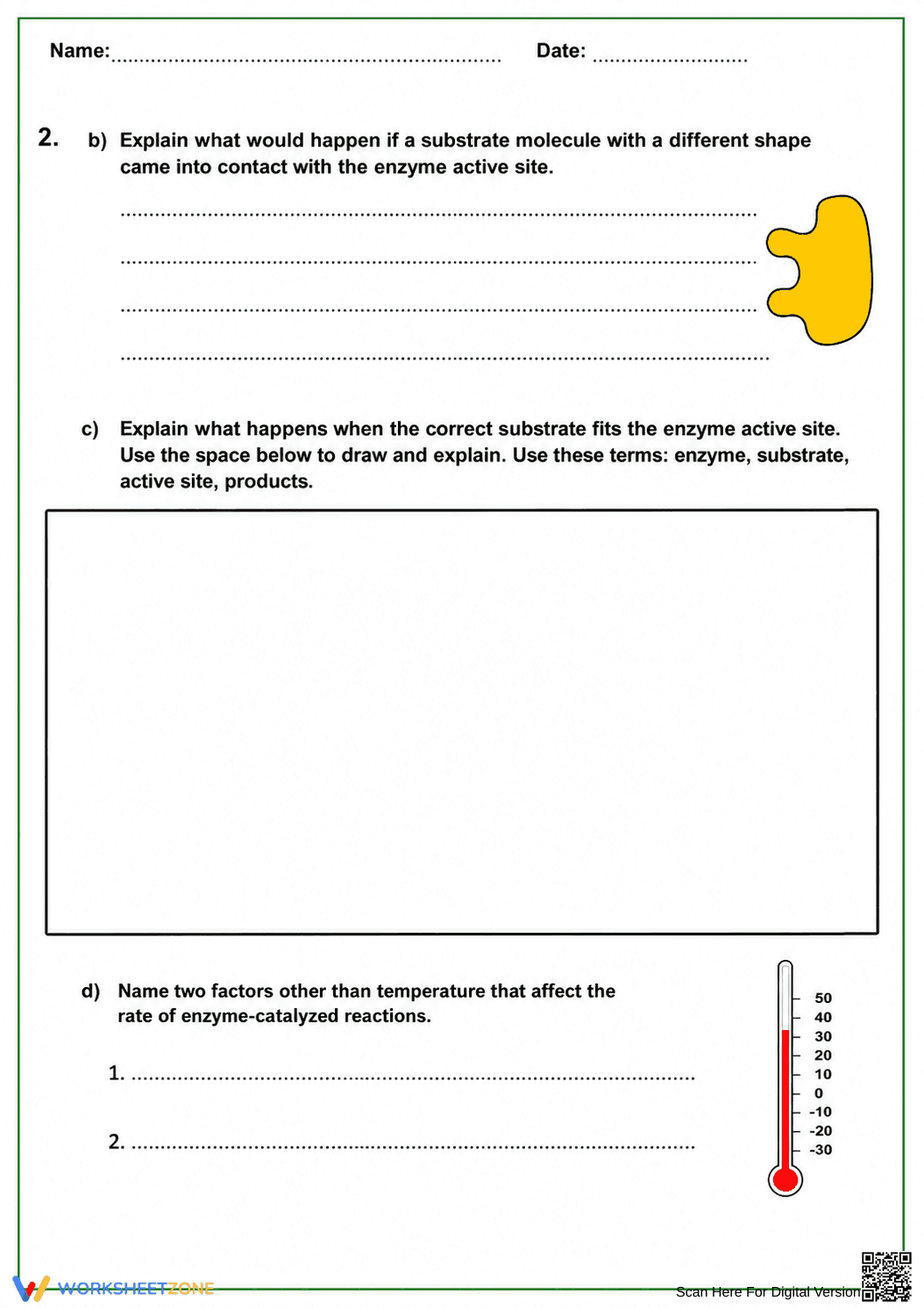 Essential Enzyme Review Worksheet | Middle School Biology - Page 2