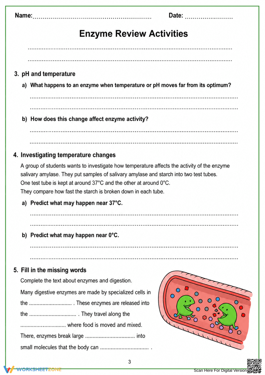 Essential Enzyme Review Worksheet | Middle School Biology - Page 3