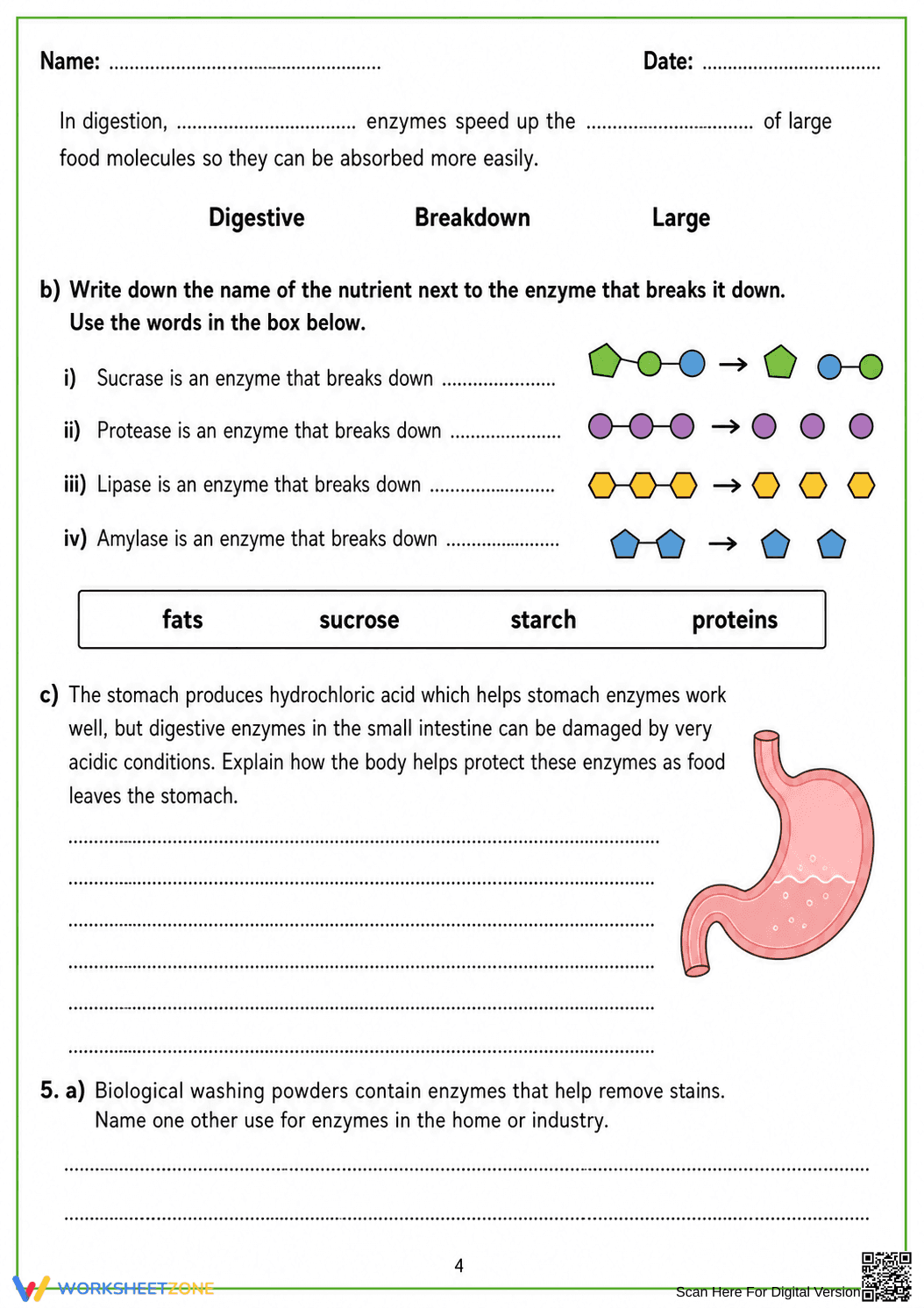Essential Enzyme Review Worksheet | Middle School Biology - Page 4