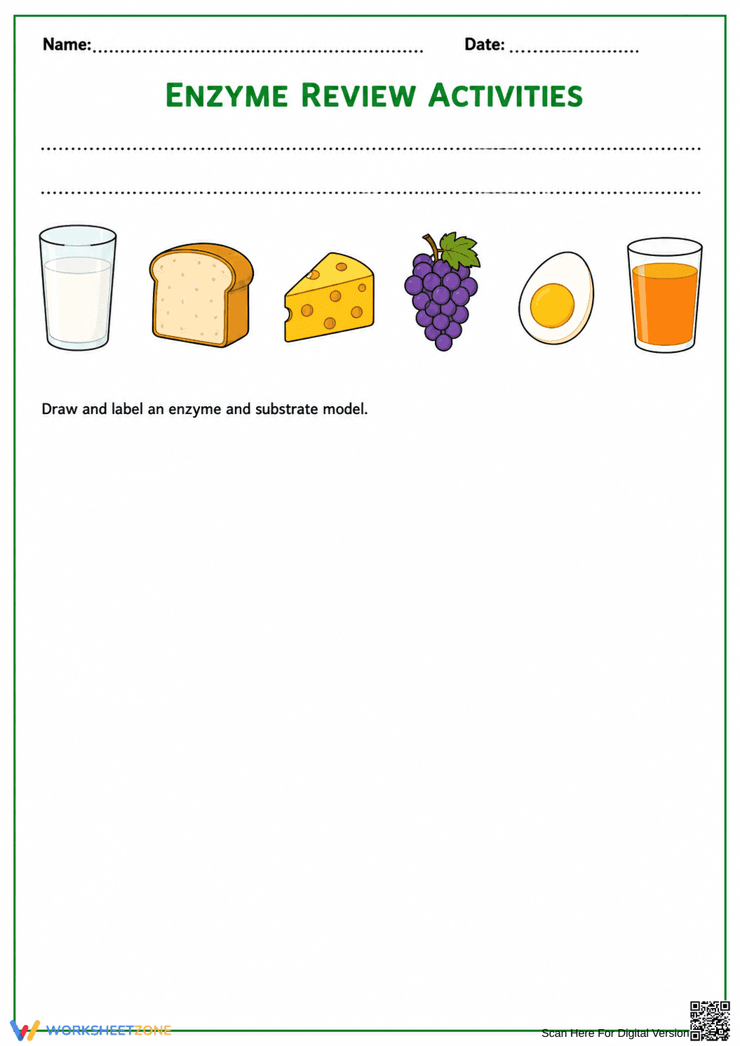 Essential Enzyme Review Worksheet | Middle School Biology - Page 5