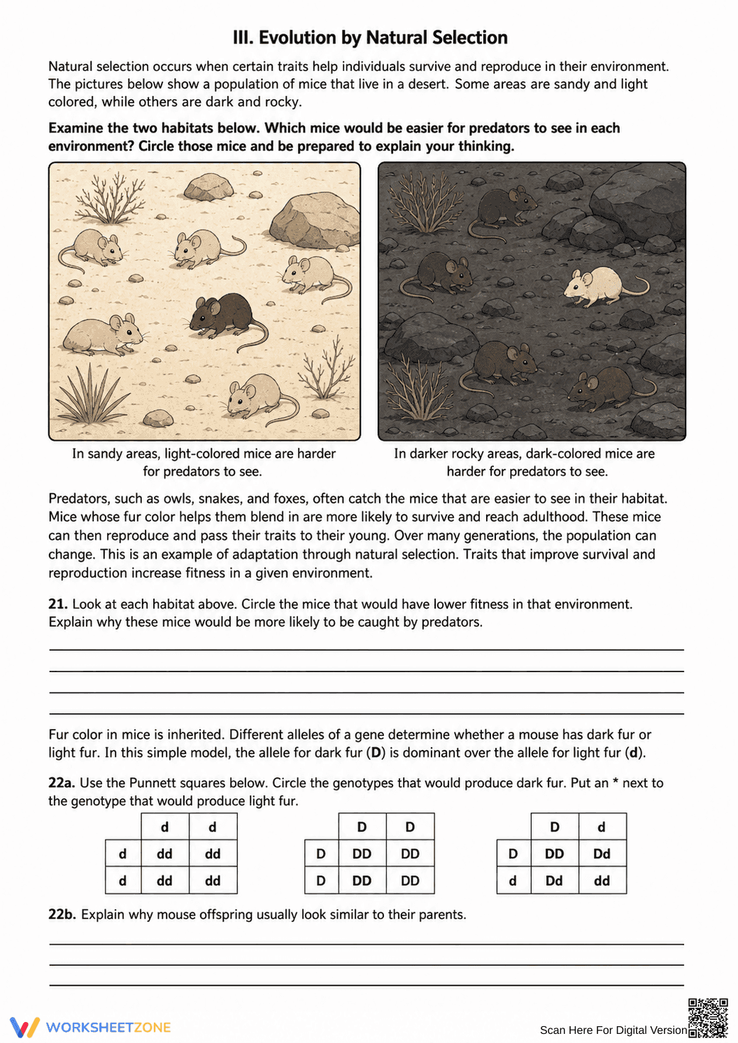 Essential Natural Selection Worksheet | Grade 7 Science - Page 8