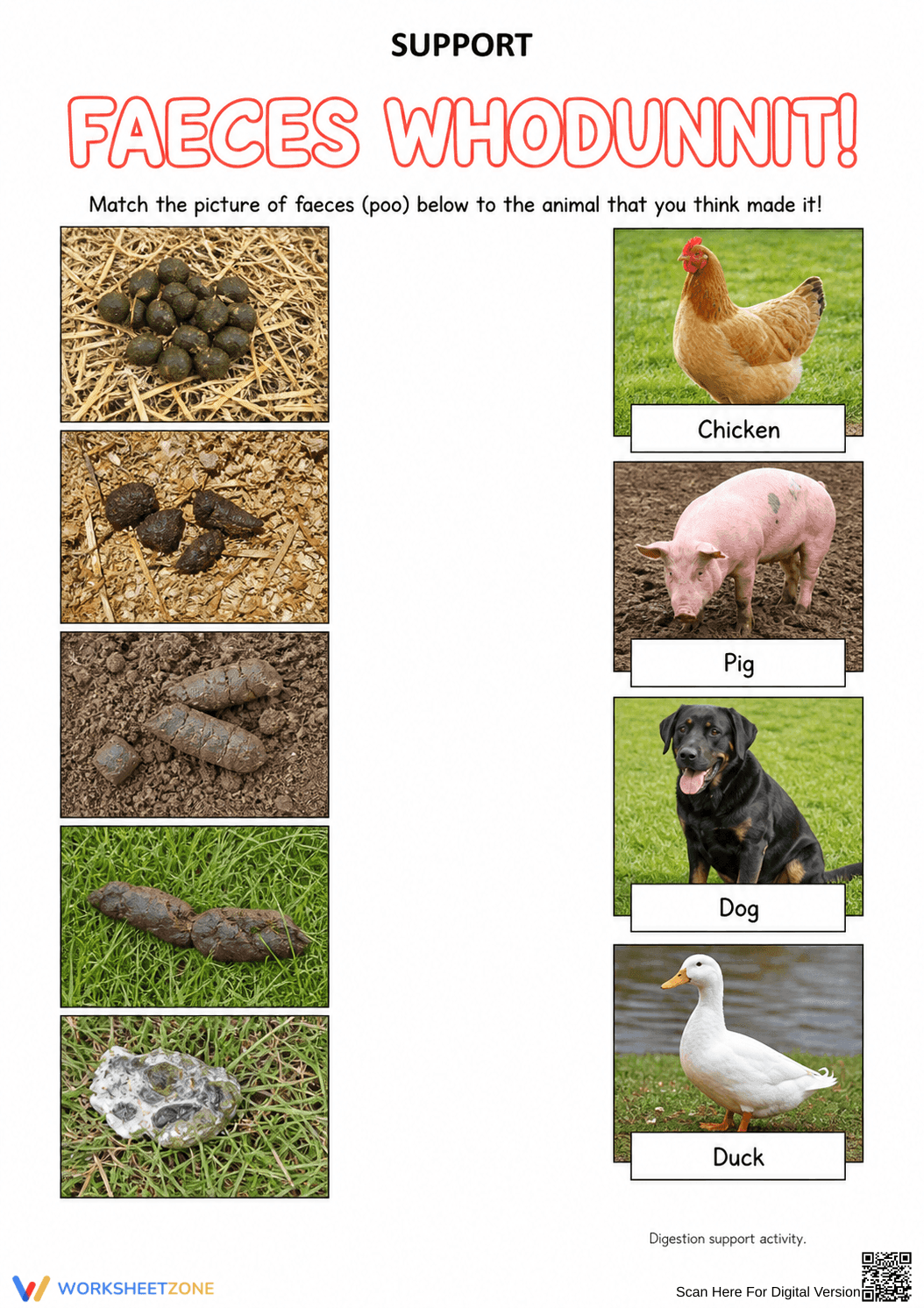 Digestive System Worksheet (3 Levels) | Grade 7 Ready - Page 3