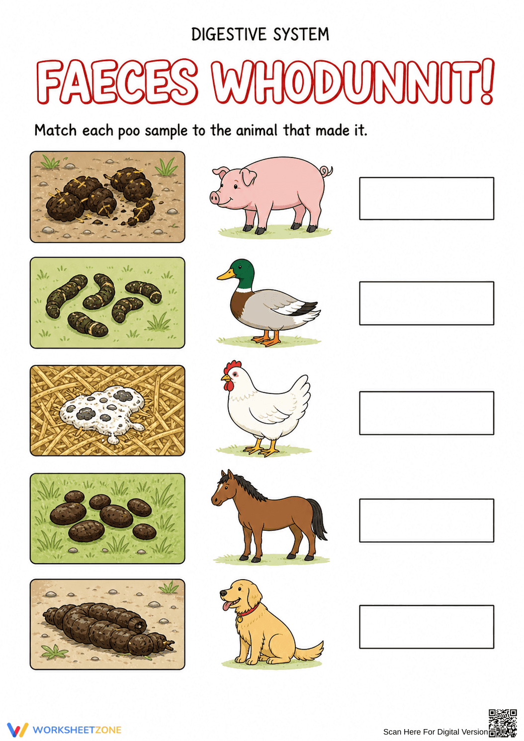Digestive System Worksheet (3 Levels) | Grade 7 Ready - Page 5