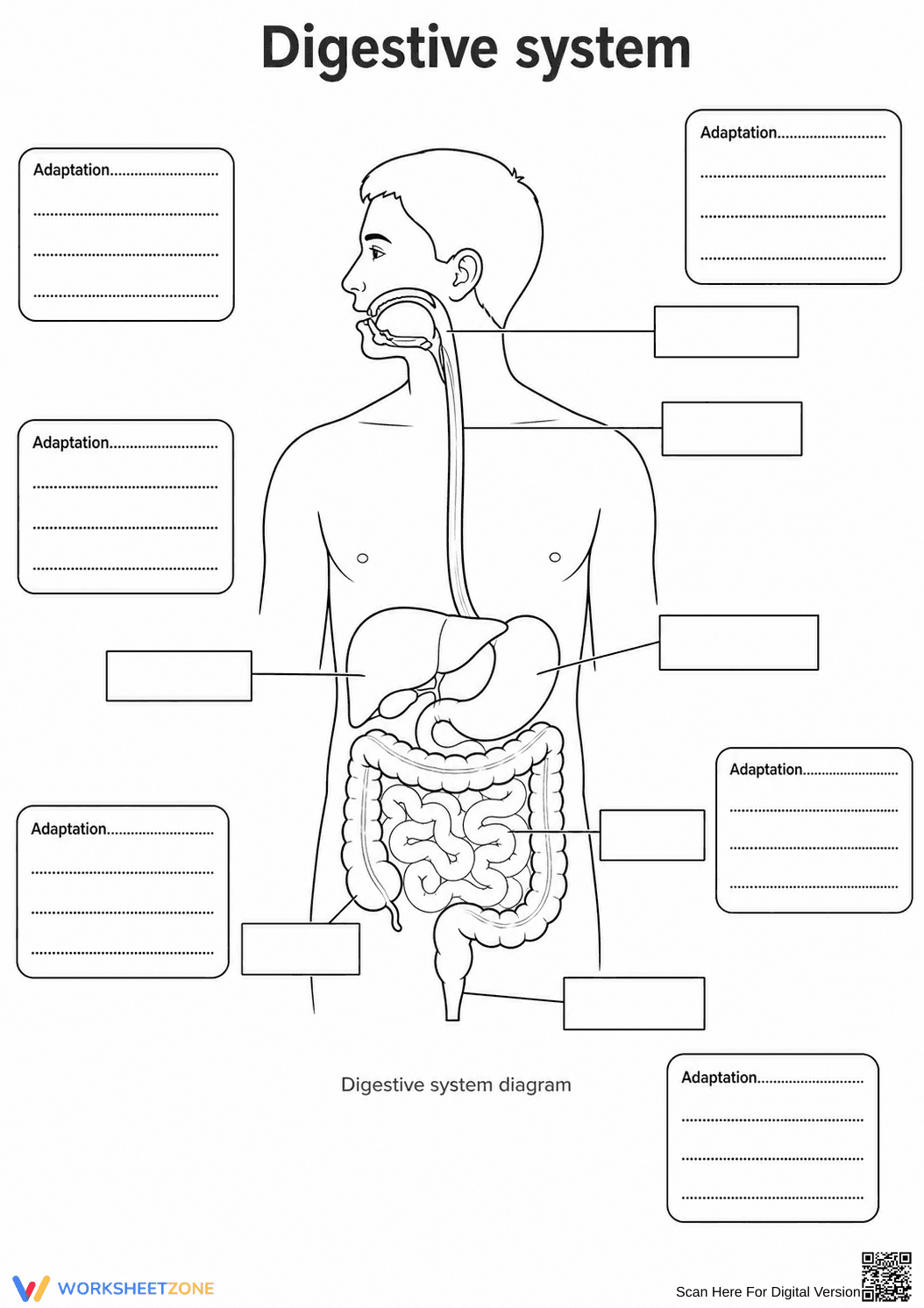 Digestive System Worksheet (3 Levels) | Grade 7 Ready - Page 7