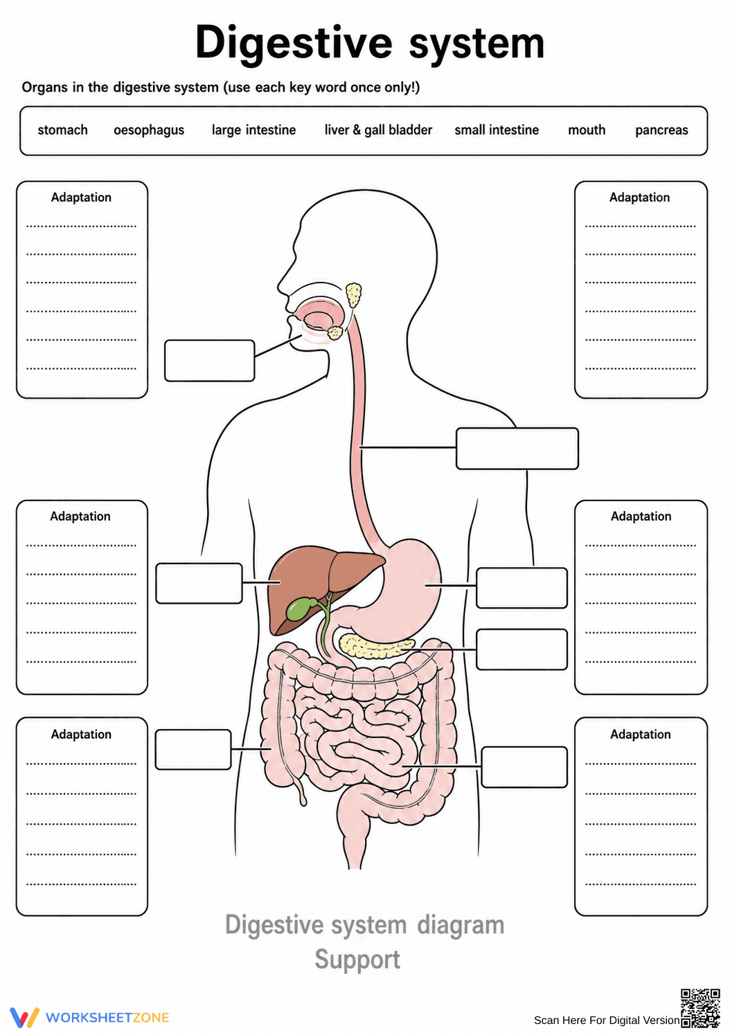 Digestive System Worksheet (3 Levels) | Grade 7 Ready - Page 8