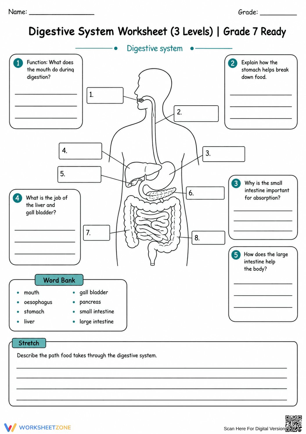 Digestive System Worksheet (3 Levels) | Grade 7 Ready - Page 9