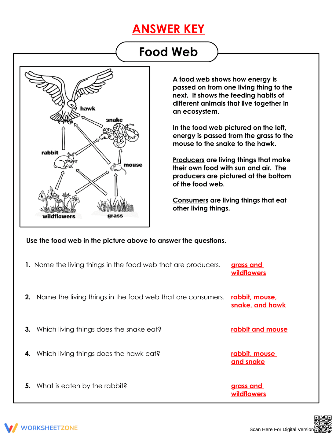 Essential Grade 7 Food Web and Chain Worksheet - Page 2