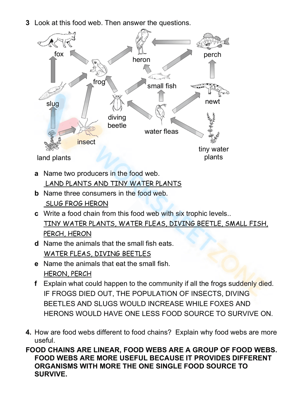 Food Webs and Food Chains Worksheet | Essential Grade 6 - Page 2
