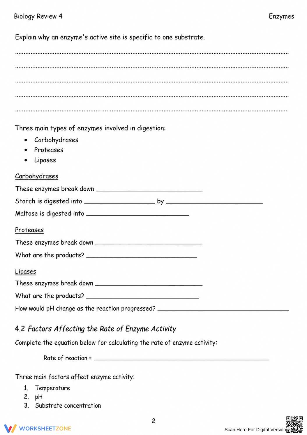 Printable Enzyme Activity Worksheet | Grade 10 Biology - Page 2