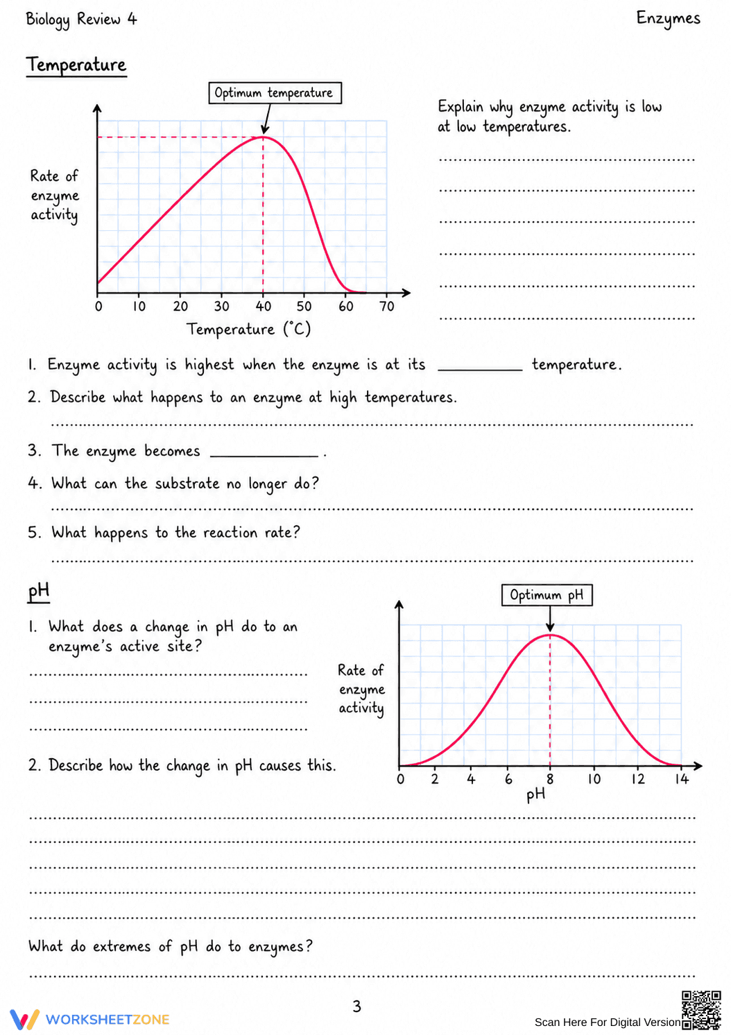 Printable Enzyme Activity Worksheet | Grade 10 Biology - Page 3